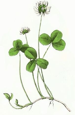 djetelina